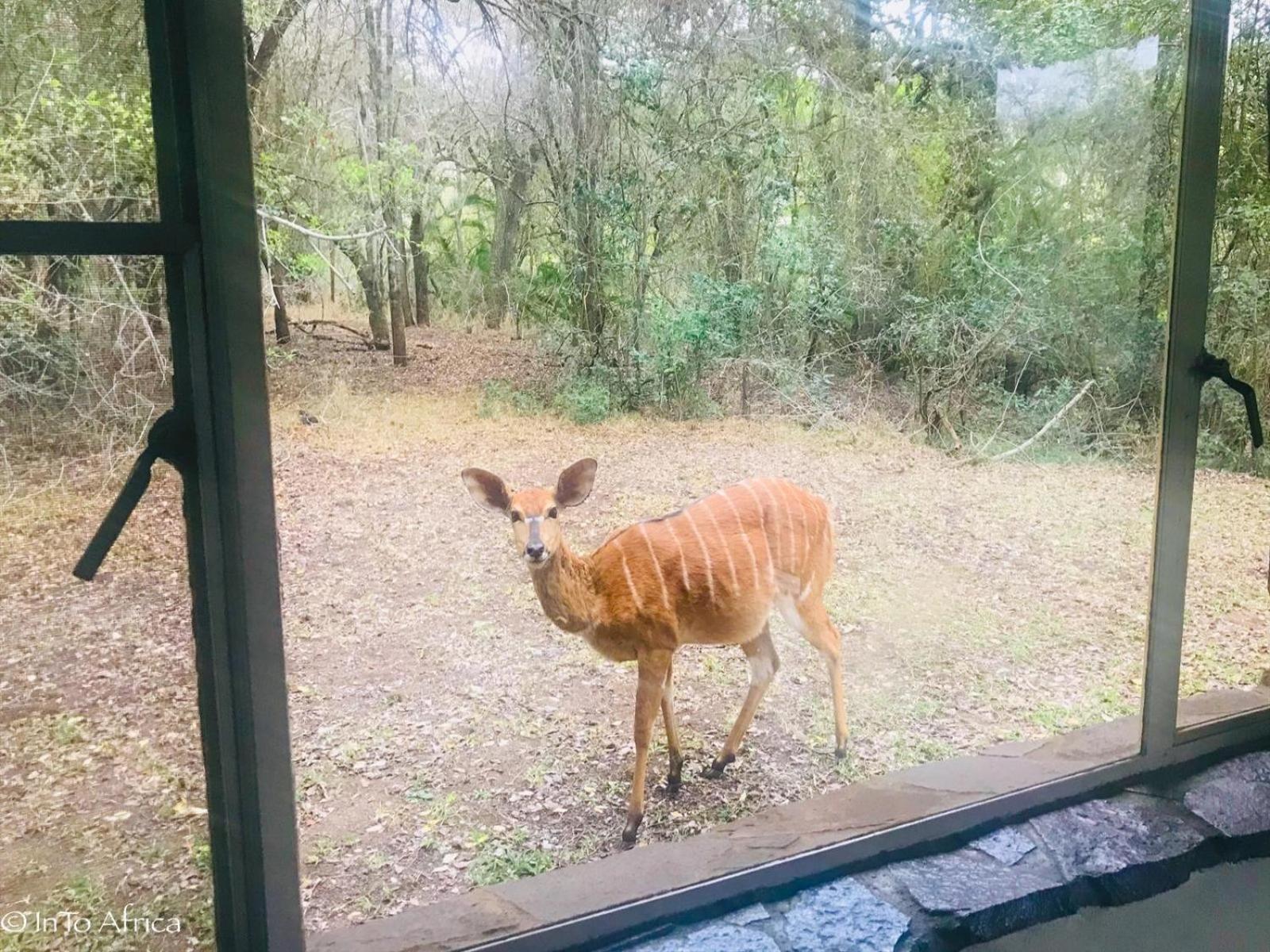 Mbuluzi Game Reserve Simunye Стая снимка