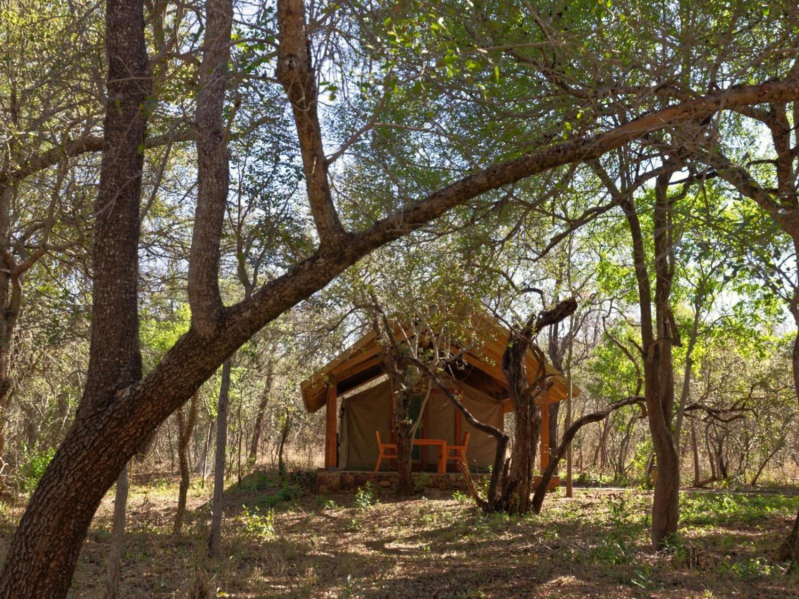 Mbuluzi Game Reserve Simunye Стая снимка